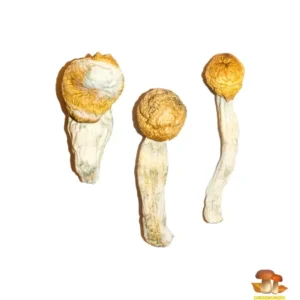 penis envy mushroom
