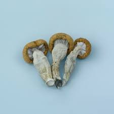 Blue Meanie Magic Mushrooms