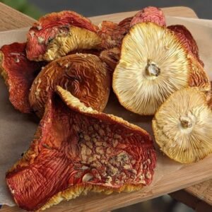 MAGIC MUSHROOMS