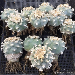 Premium Northern Mexican Buttons (Lophophora W.) – Mature Rooted Clusters