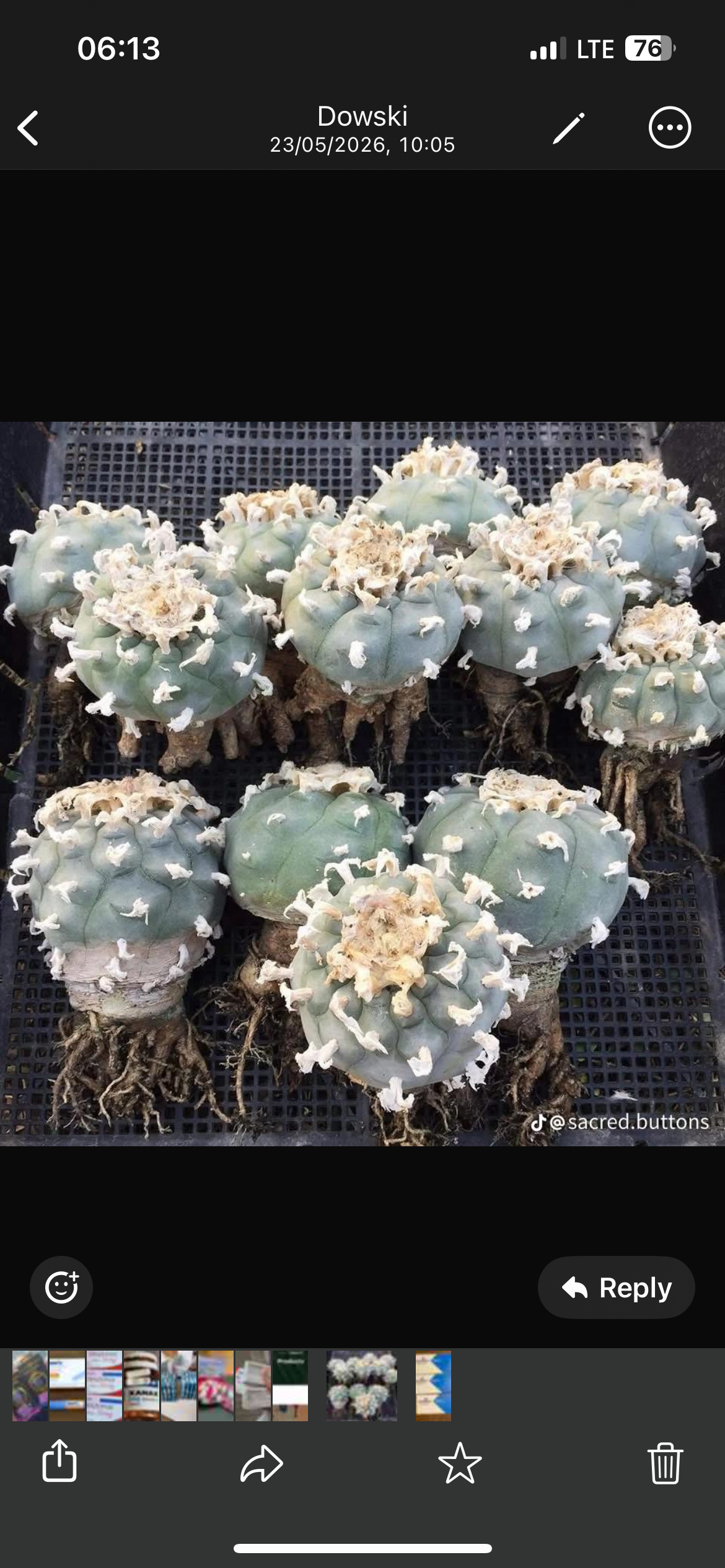 Premium Northern Mexican Buttons (Lophophora W.) – Mature Rooted Clusters